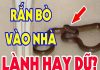 Rắn bò vào nhà là điềm gì, liệu có phải là điềm gở hay không?