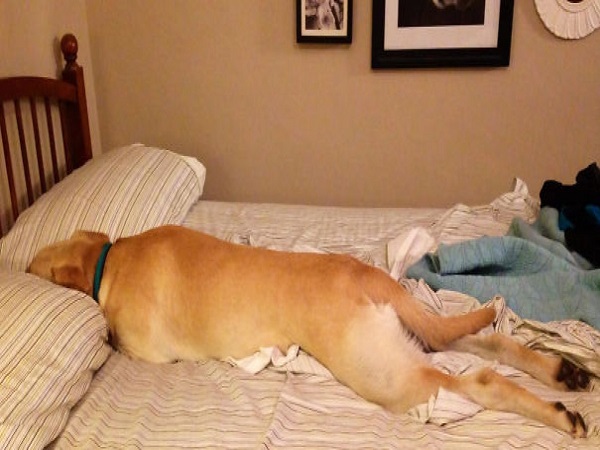 chó nhảy lên giường nằm là điềm gì