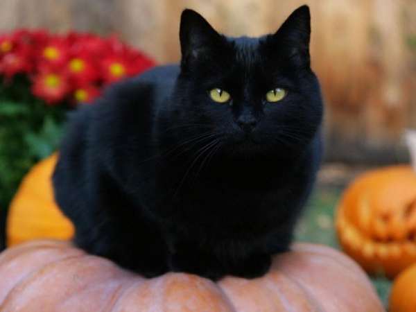 Giải thích ý nghĩa giấc mơ thấy mèo đen dự báo tốt hay xui?