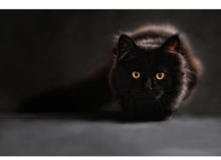 Tổng hợp ý nghĩa giấc mơ thấy mèo đen đánh con gì phát tài?