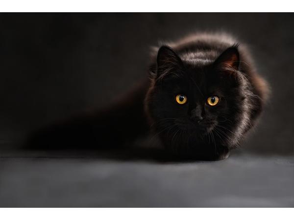 Tổng hợp ý nghĩa giấc mơ thấy mèo đen đánh con gì phát tài?