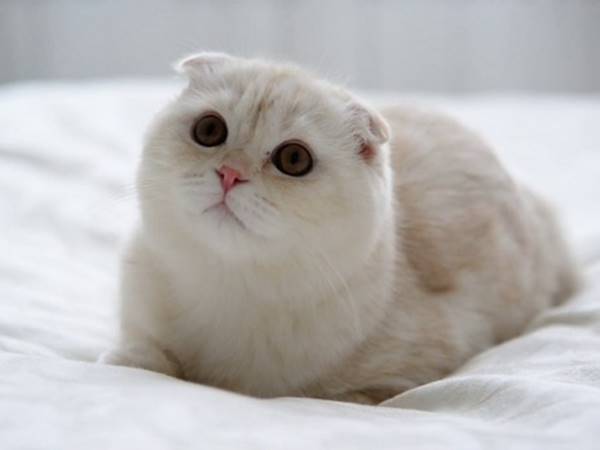 Bạn có biết nằm mơ thấy mèo trắng mang đến điềm báo tốt hay xấu không? Giải mã giấc mơ thấy mèo trắng là số mấy hôm sau đánh con gì 