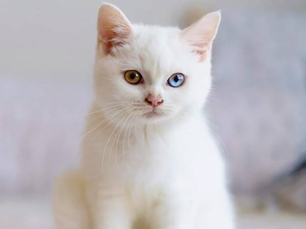 Mơ thấy mèo trắng là số mấy hôm sau đánh con gì dễ trúng
