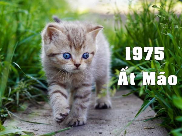 1975 hợp số nào? Con số tài lộc dành cho tuổi Ất Mão 1975 hợp số nào? Con số tài lộc dành cho tuổi Ất Mão