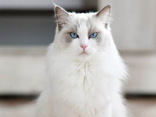 Mơ thấy mèo trắng là điềm gì? Giải mã giấc mơ và ý nghĩa tâm linh Mơ thấy mèo trắng là điềm gì? Giải mã giấc mơ và ý nghĩa tâm linh