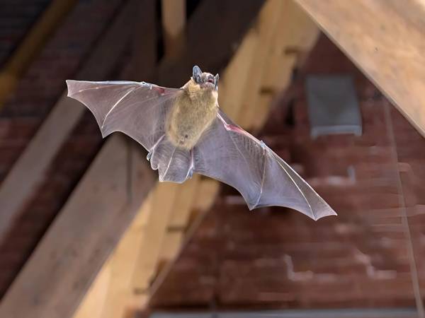 Ý nghĩa phong thủy khi dơi bay vào nhà