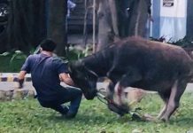 Nằm mơ thấy trâu đuổi báo hiệu điều tốt hay xui sắp tới?