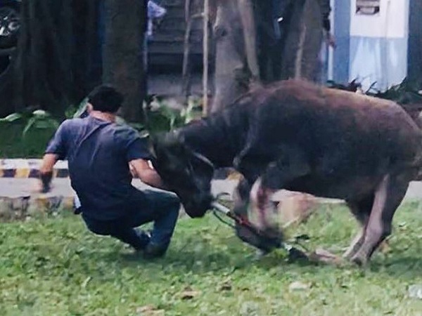 Chiêm bao thấy trâu đuổi húc