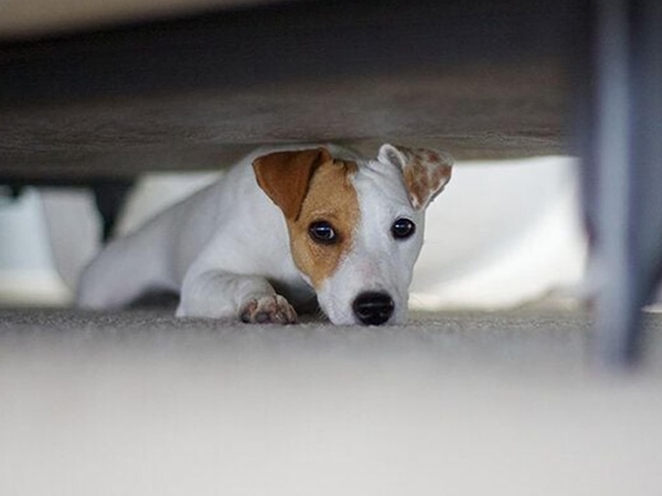 Nằm mơ thấy chó vào nhà là điềm gì, có phải xui xẻo?