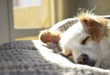 Nằm mơ thấy chó vào nhà là điềm gì, có phải xui xẻo?