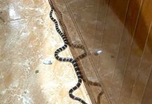 Nằm mơ thấy rắn vào nhà là điềm gì, có sao không? Nằm mơ thấy rắn vào nhà là điềm gì, có sao không?