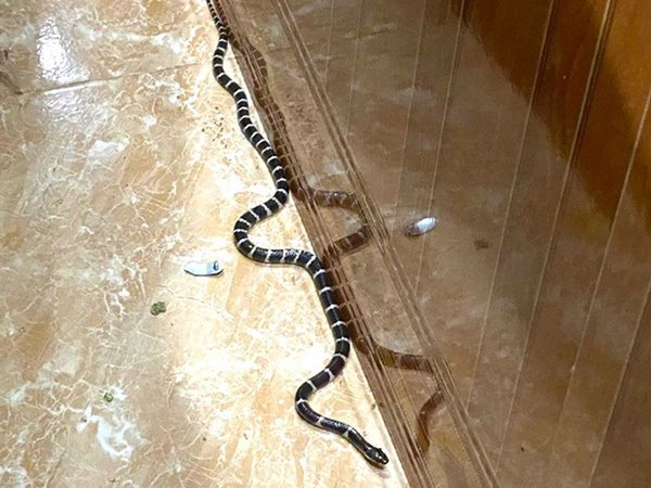 Nằm mơ thấy rắn vào nhà là điềm gì, có sao không?