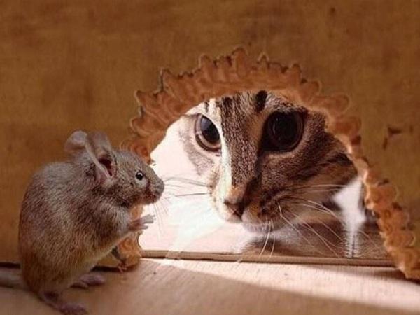 Ý nghĩa chung khi nằm mơ thấy mèo bắt chuột
