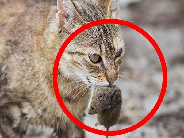 Nằm mơ thấy mèo bắt chuột trong nhà