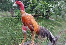 Nằm mơ thấy gà chọi là điềm gì, chọn con gì chắc ăn?