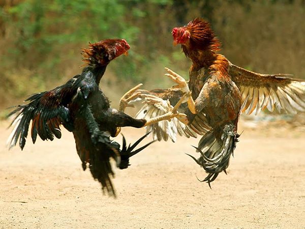 Nằm mơ thấy gà chọi là điềm gì, chọn con gì chắc ăn?