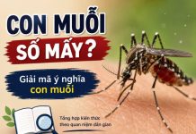 Con muỗi số mấy? Giải mã ý nghĩa và con số tham khảo